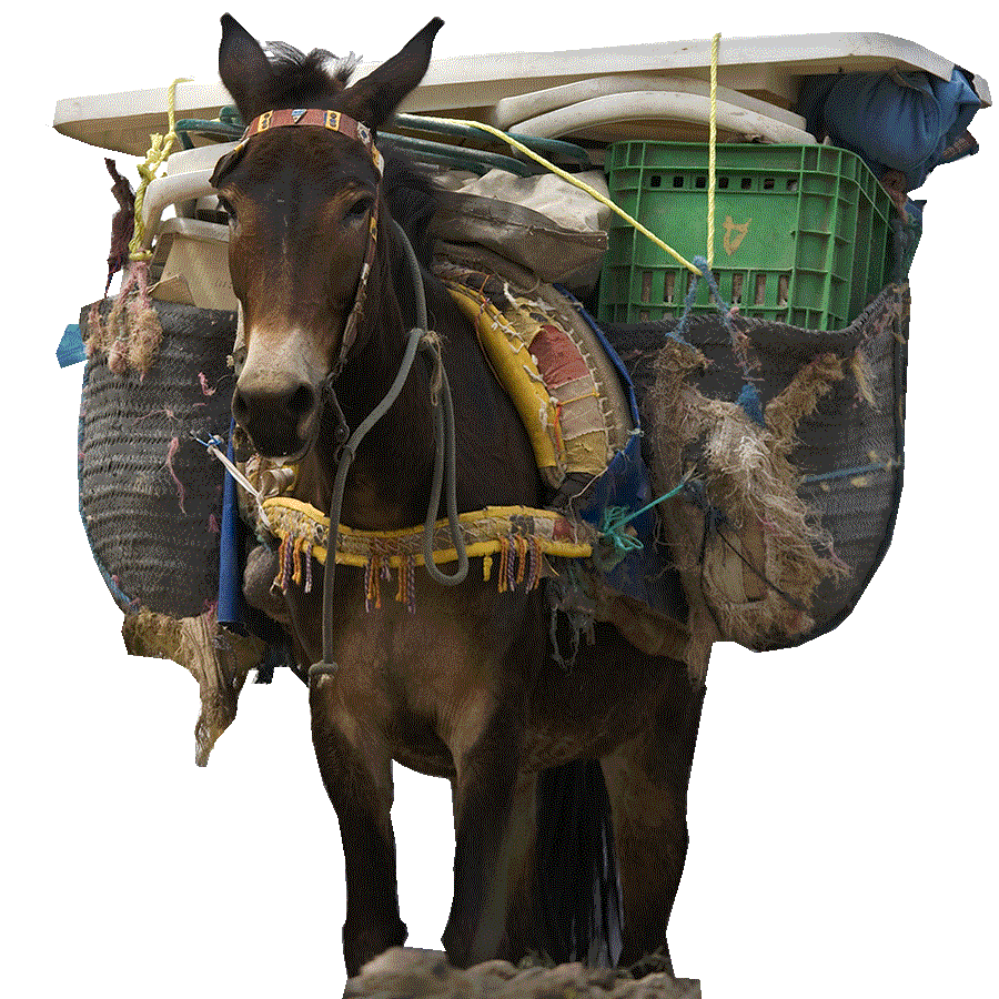 Why MetricsMule? About Us